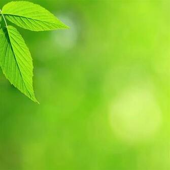 Spring Leaves iPad Air Wallpaper iPhone