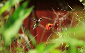 September Calendar Wallpaper Hummingbird Photo Kate Net