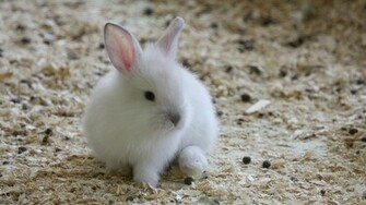 White Bunny Sweet Animals Wallpaper