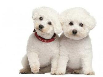 Funny Animals With Words Cool HD Wallpaper