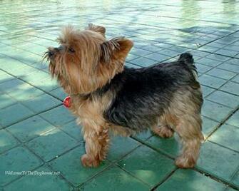 Teacup Yorkie Wallpaper Dekstop HDwallsize
