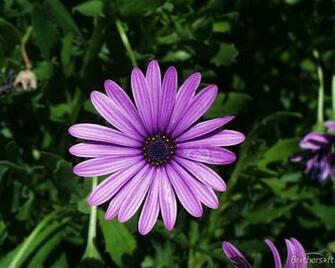 Daisy Flower Screensaver