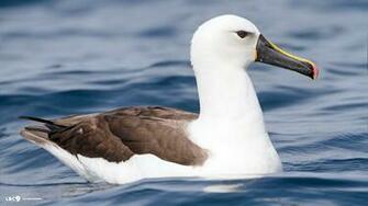 Albatross Wallpaper And Background Image Net