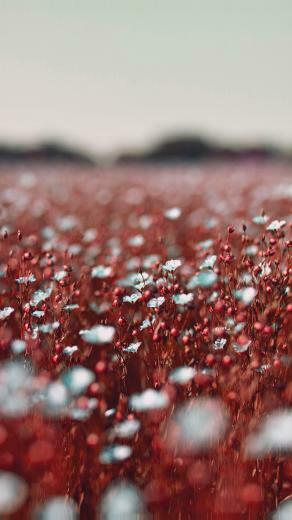 Field Red Cosmos Flower Spring Nature Beautiful Android Wallpaper