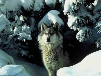 Wallpaper Wolf Pictures