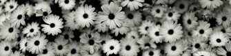 Black And White Flower Wallpaper Image Pictures Becuo