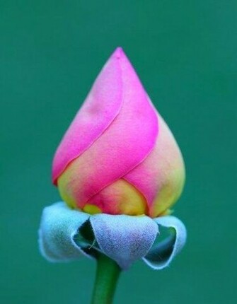 Most Beautiful Roses Image
