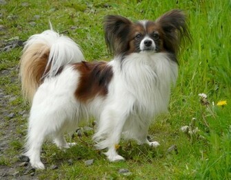 Spaniel Papillon Wallpaper