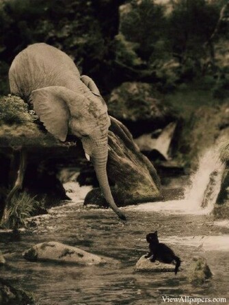 Animal Planet Baby Elelphant With Kitten Animals HD Wallpaper