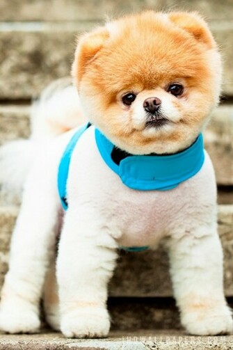 Cute Dog Boo Wallpaper