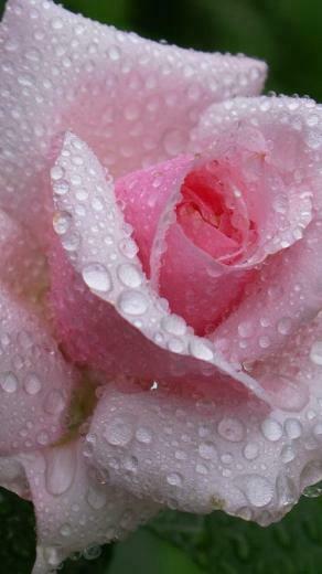 Flower With Water Drops HD Wallpaper For iPhone