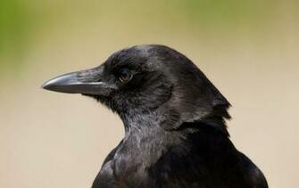 Raven Bird Wallpaper