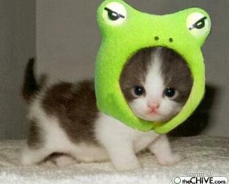 Funny And Cute Animals Cool HD Wallpaper