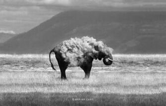 Photography Elephant Wallpaper And Image Pictures