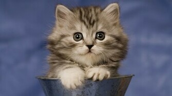 HD Cat Wallpaper