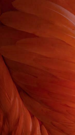 Ios9 Wallpaper Feather Pattern Art iPhone Plus