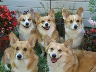 Corgi Puppies Wallpaper
