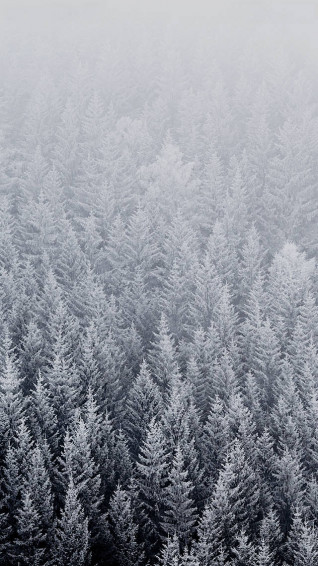 Ios Winter Pine Trees Wallpaper
