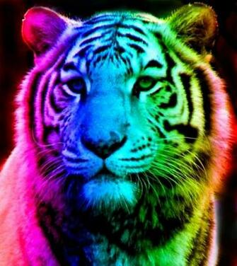 Rainbow Tiger Wallpaper