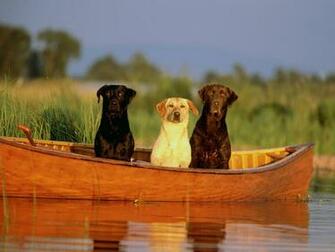 Hunting Dogs All Pet News
