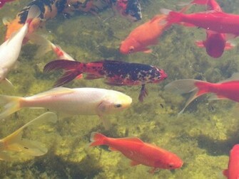 Koi Goldfish Fish Wallpaper
