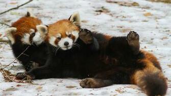 Red Panda Computer Wallpaper Desktop Background Id