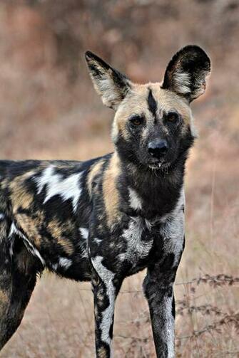 Wildlife Of The World African Wild Dog Wallpaper