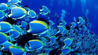 Fish Aquarium 3d Wallpaper Desktop HD Animated