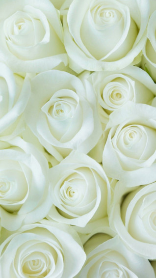White Flower iPhone Wallpaper