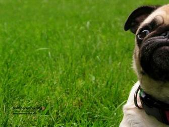 Beautiful Pug Pugs Wallpaper