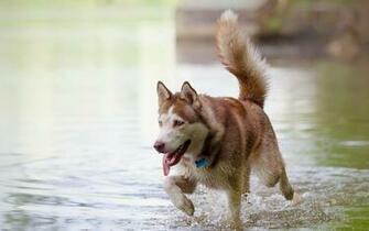 Cat And Dog Wallpaper Image Crazy Gallery