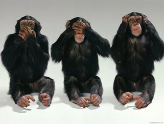 Chimpanzees Wallpaper Pets Cute And Docile