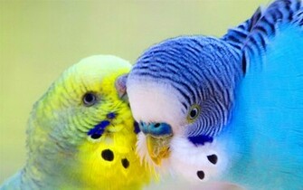 Wallpaper Photo Parrot Parrots Birds