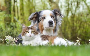 Prevent Lyme Disease In Pets Vet Cave Creek Az