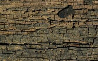 Tree Bark Wallpaper Photography