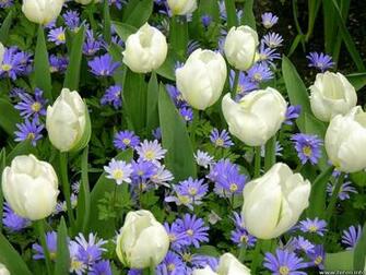 Better Homes And Gardens Desktop Wallpaper On