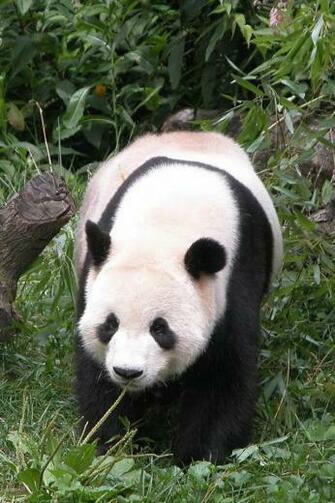Panda iPhone Wallpaper Animals