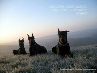Doberman Wallpaper