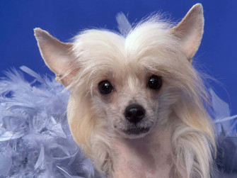 Small Dog Chinese Crested Portrait Wallpaper