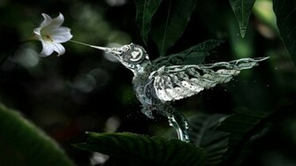 Very Pretty Bird Wallpaper Desktop HD Mt