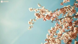 Wallpaper High Quality Definition