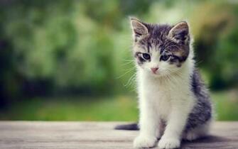 Cute Little Kitten Exclusive HD Wallpaper