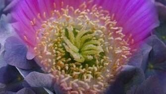 Beautiful Flower Wallpaper Video Dailymotion