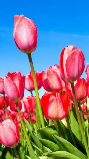 Pink Tulips Wallpaper iPhone 3gs