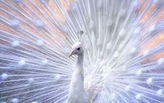 Colorful Birds Wallpaper Itsmyideas Great Minds