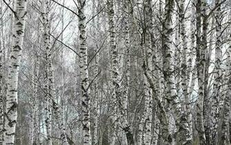 And White Textured Wallpaper Birch Brick