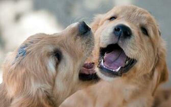 Labrador Retriever Labradors Wallpaper Dogs