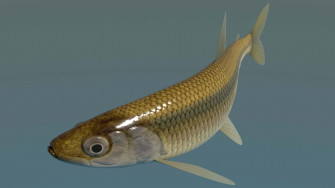 Common Smelt Fish Wallpaper
