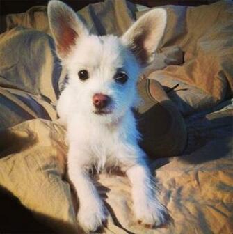 Chorkie Yorkie Chihuahua Mix Info Temperament Puppies Pictures