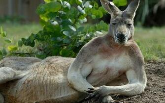 Kangaroo Wallpaper Australian Kangaroos HD